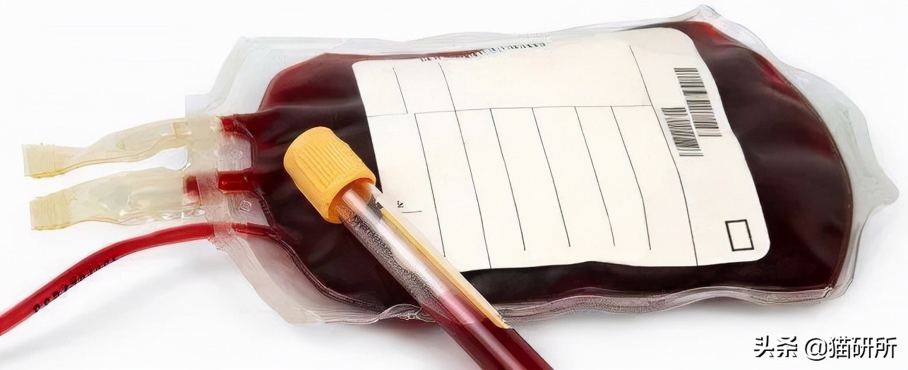 猫咪大部分是什么血型,猫咪的血型有哪几种