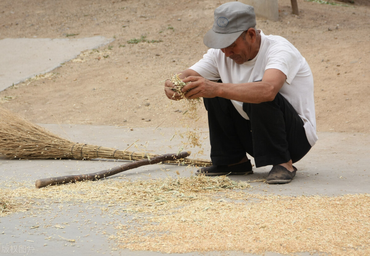 怎样灭掉麦牛虫,怎么杀死麦牛