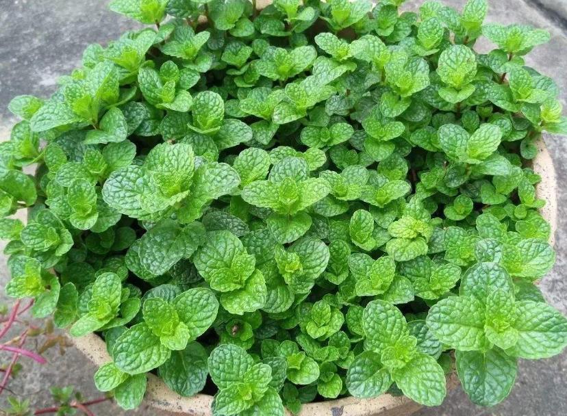 驱蚊虫最好的2种花,家里养什么花蚊子最怕