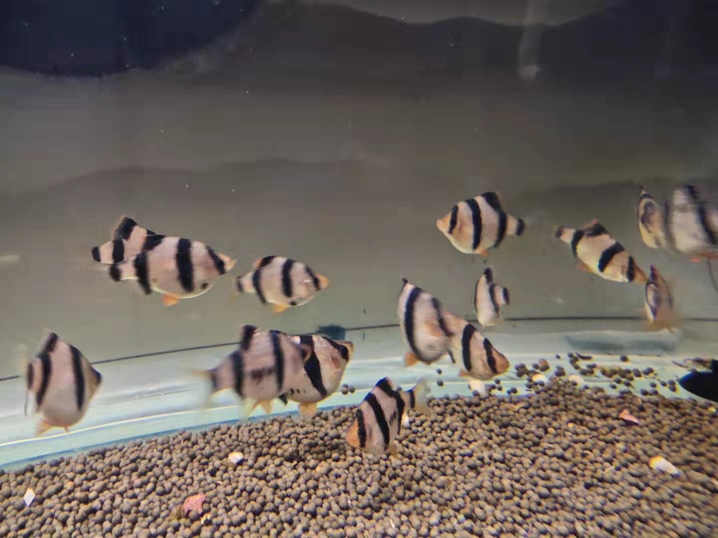 观赏鱼体表受损还能修复吗,观赏鱼体表黏膜会恢复吗