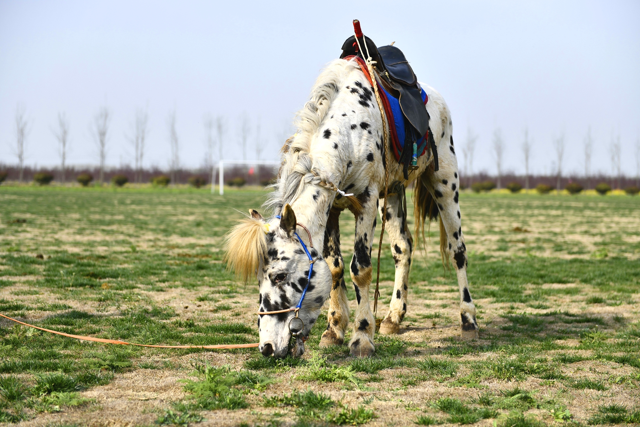 绁ュ拰搴勫洯浜屾湡,绁ュ拰搴勫洯鐏电挧
