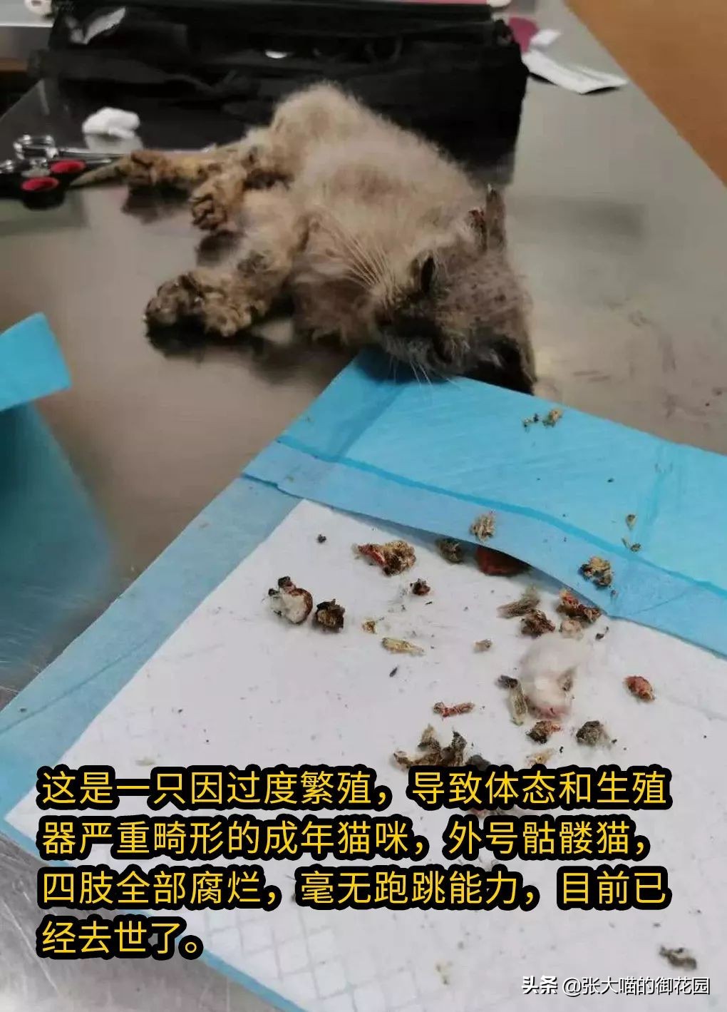 不让猫生小猫的方法,让不让猫咪生孩子