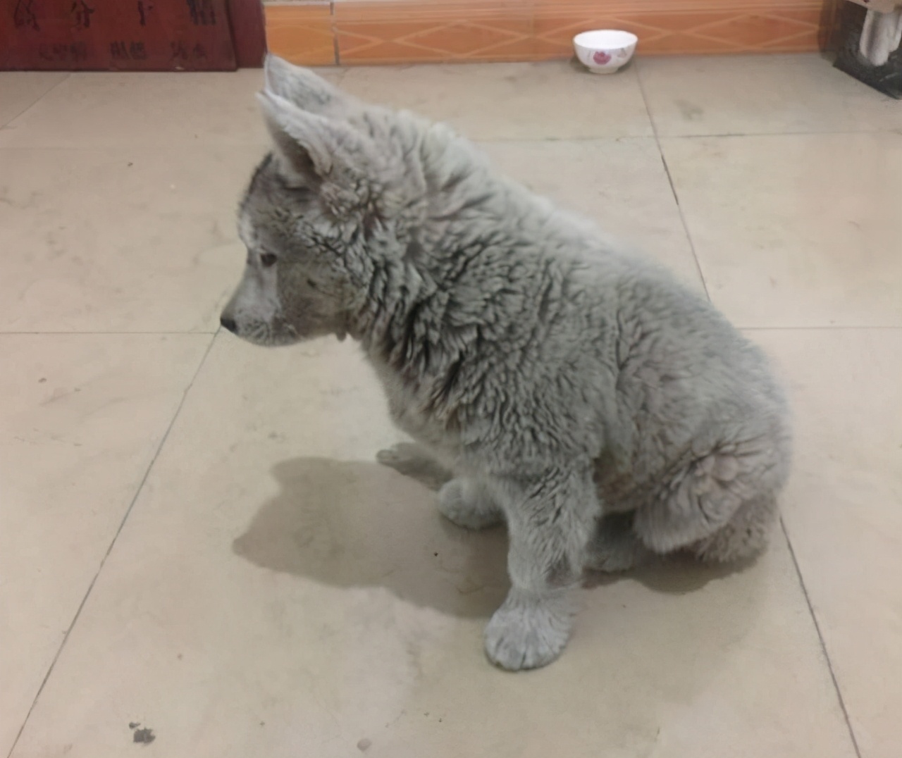 500元买哈士奇,在网上买的哈士奇结果是土狗