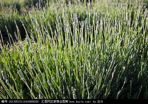 薰衣草从种子到开花全过程,薰衣草植物的生长习性