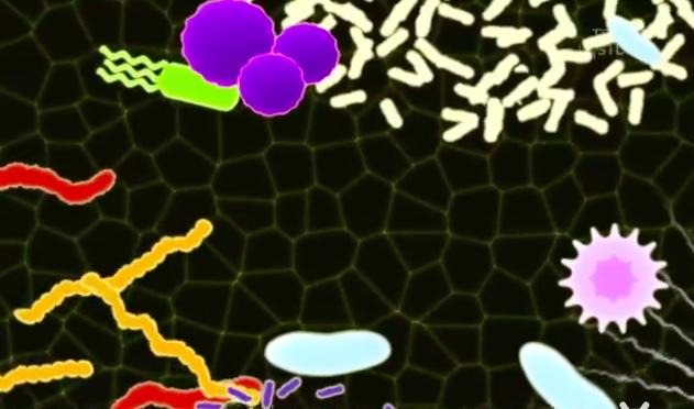 肚脐眼用显微镜放大1000倍,抠肚脐眼里的泥全过程