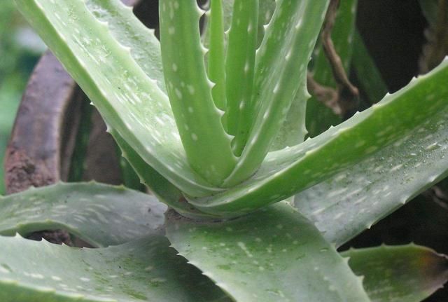 新鲜芦荟可以直接擦脸祛色素吗,新鲜芦荟可以直接擦脸吗