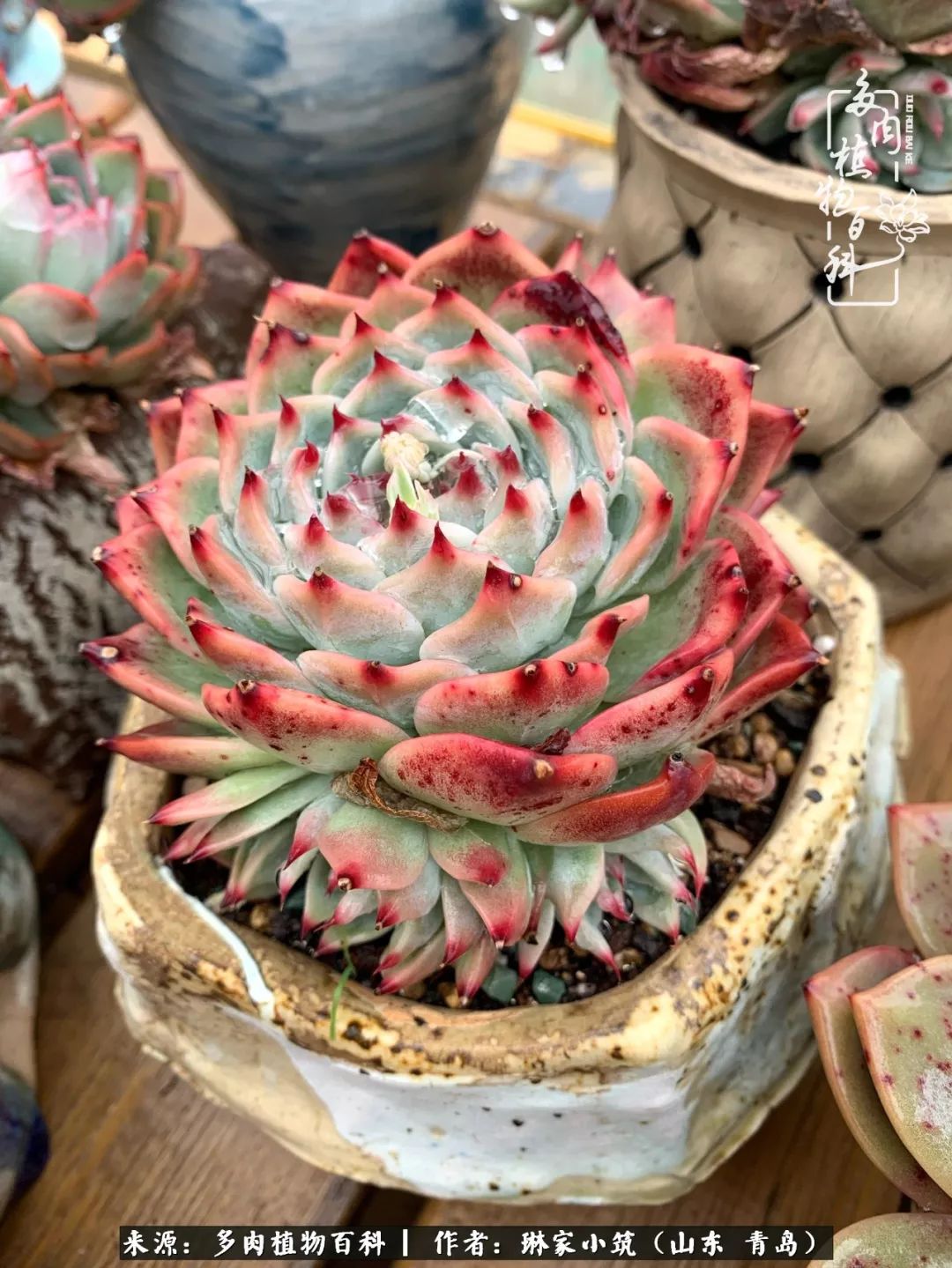 多肉冬季搬进屋里前需要浇水么,多肉过冬