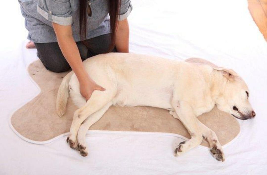 狗狗老是呕吐拉稀怎么办吃什么药,狗狗肠胃炎拉稀怎么回事