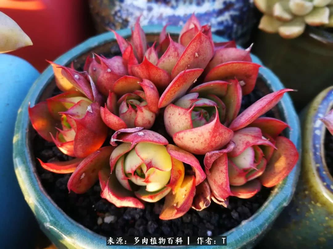 多肉还可以这样玩(上):八年养肉路剪影!