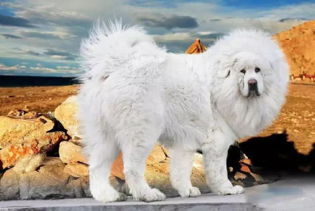 45种名犬大全,72种名犬图片附介绍