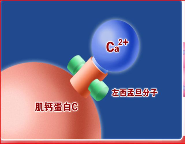 左西孟旦--心衰治疗新选择
