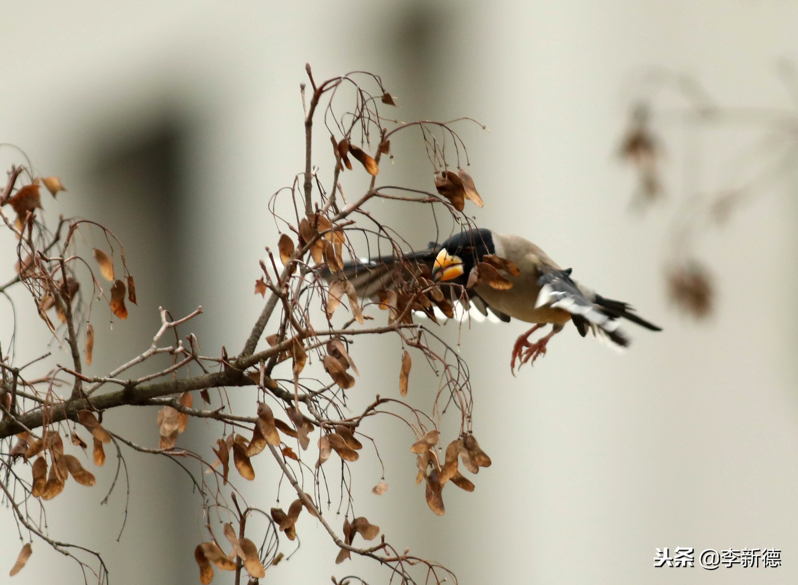 安徽铜嘴鸟,合肥拍鸟视频大全