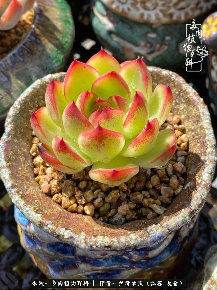 初秋的多肉,初春的多肉开始展现美颜了
