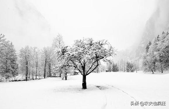 2020年冬至过后会是冷冬还是暖冬,今年冬至比较冷还是大小寒比较冷