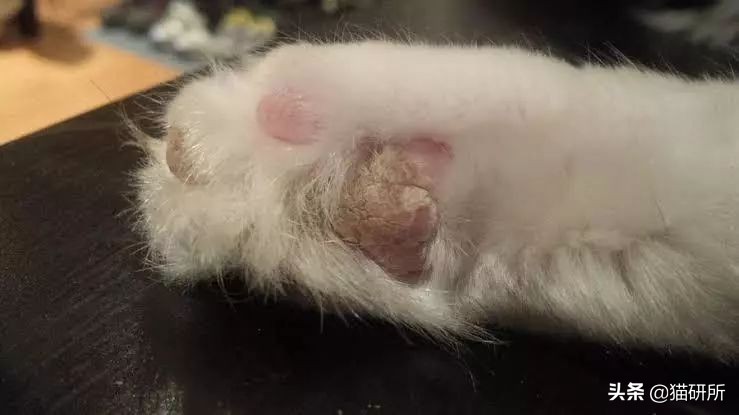 猫肉垫干裂不让人碰,猫肉垫黑色干裂