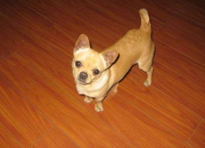 狗狗太怕铲屎官该怎么办,狗狗坚决不想走路跟铲屎官杠到底