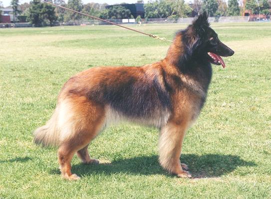 新疆发现名贵品种狗,世界上最好看的10种狗动物