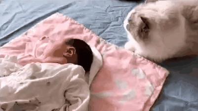 哪种猫最会带娃,什么猫带娃最好