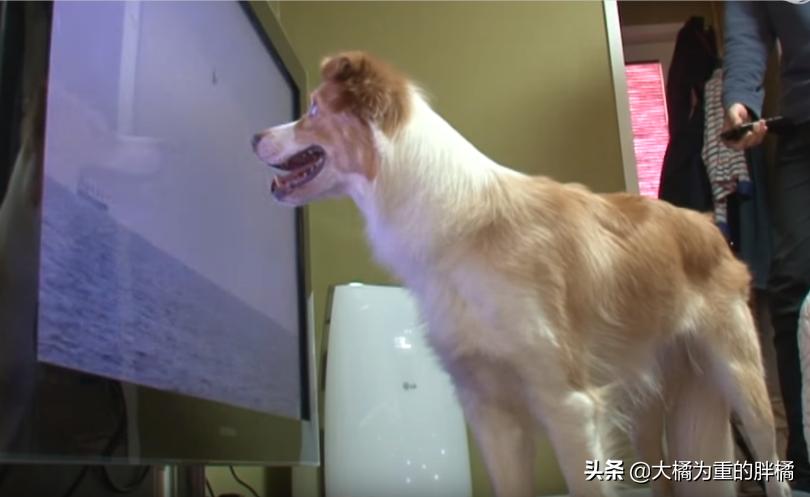 狗狗看电视笑得无法自拔,狗狗居然会踢足球