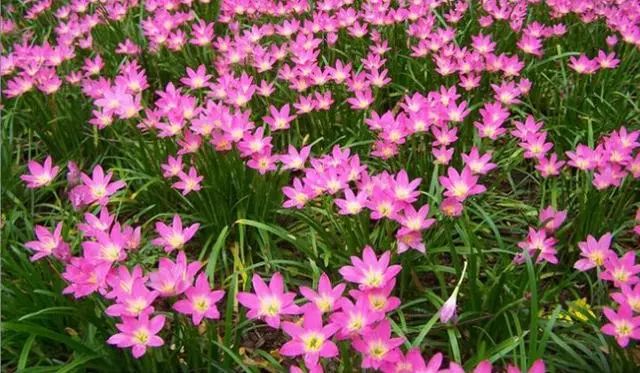 韭兰在北方冬天可以开花吗,韭兰从种球到开花需要多久