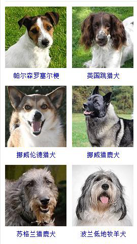 狗狗品种大全及图片超可爱宠物狗,宠物狗的常见品种名称大全