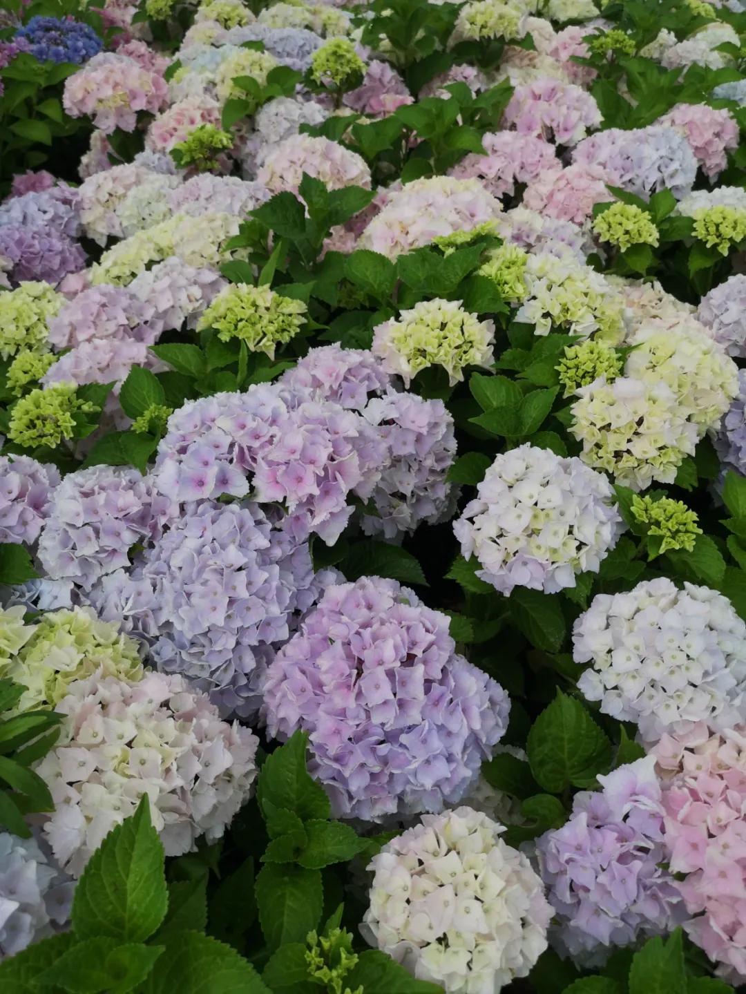 春季绣球叶子发皱怎么回事,夏季绣球老叶子都干枯怎么处理