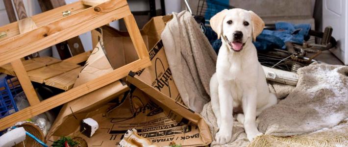 有品大降价！4款好物可让铲屎官少折腾，最高不过百最低不到十块