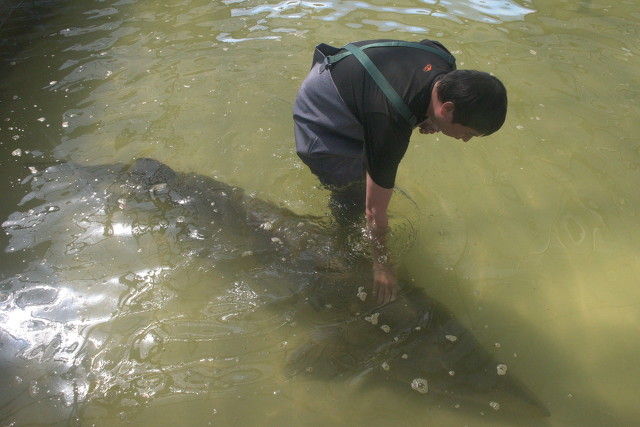 黑龙江大鳇鱼多少年能长千斤重,最大的鳇鱼多少斤