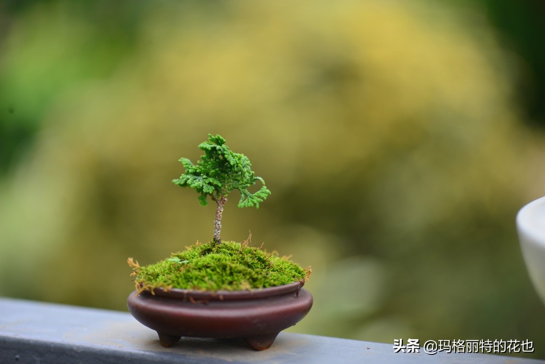 种植苔藓养护方法,苔藓怎么养护才能长得好