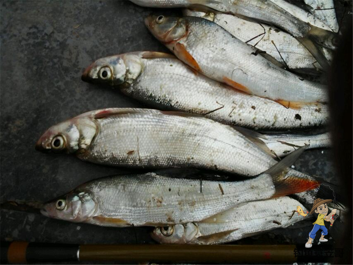 钓鱼如何预防小鱼闹窝,夏季钓鱼避免小鱼闹窝的4个方法