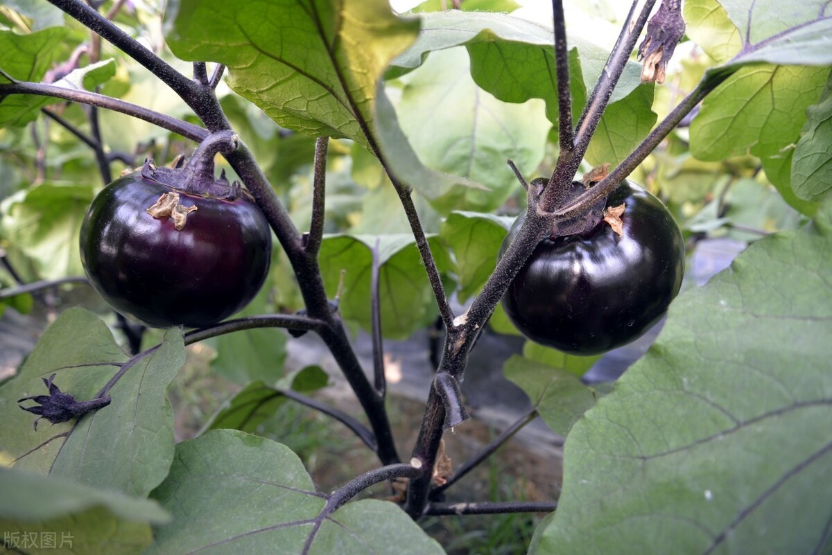 茄子苗露地栽培技术,嫁接茄子露地栽培管理技术视频