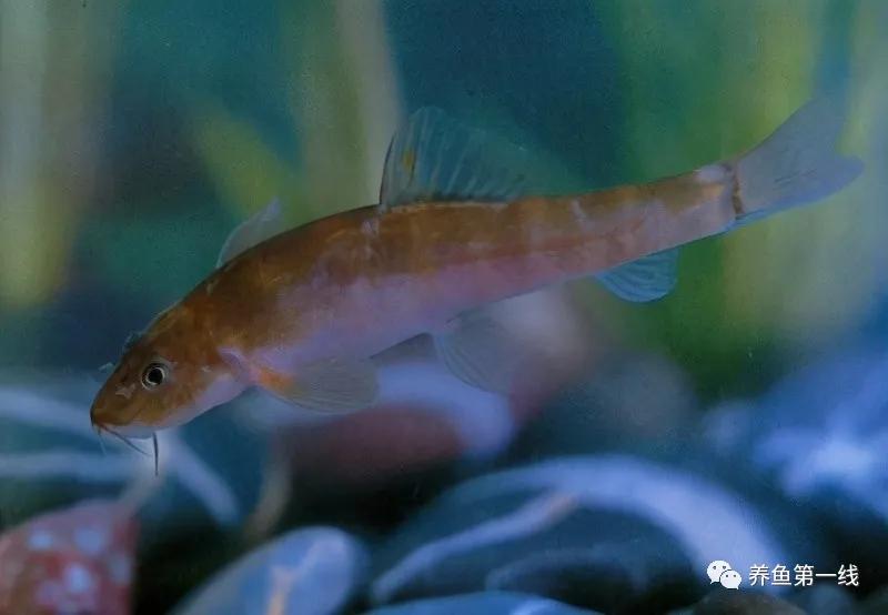 十种常见的水生动物,鳅科动物图片