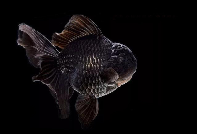 朱顶紫罗袍金鱼是怎么培育的,朱顶紫罗袍金鱼有多少条