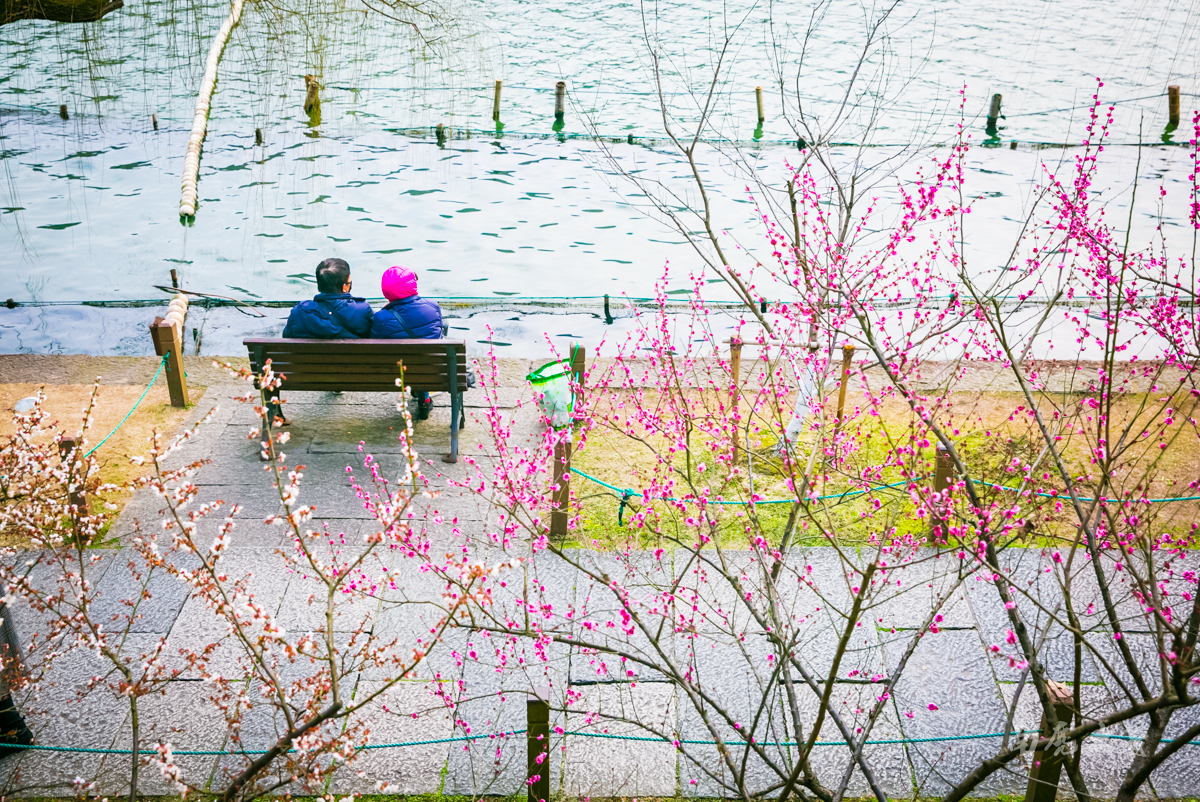 杭州西湖孤山梅花,杭州西湖赏梅花