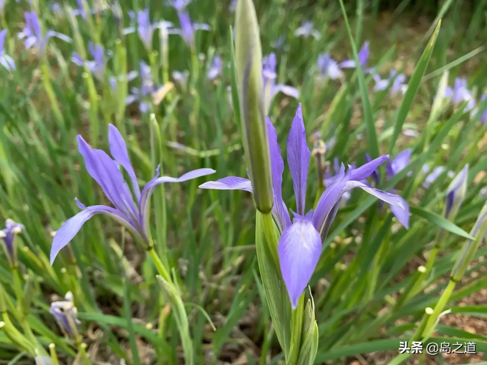 含12生肖的植物名,用十二生肖组成的植物名