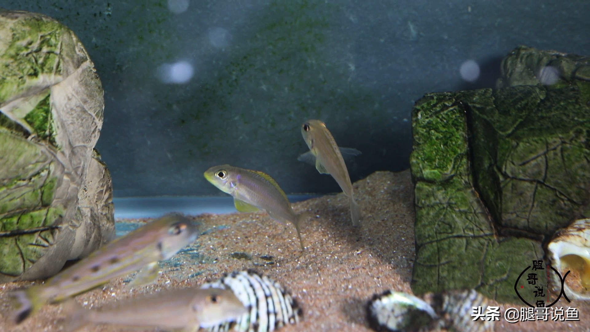 三湖慈鲷蝴蝶鱼含卵,三湖慈鲷孔雀属幼鱼图