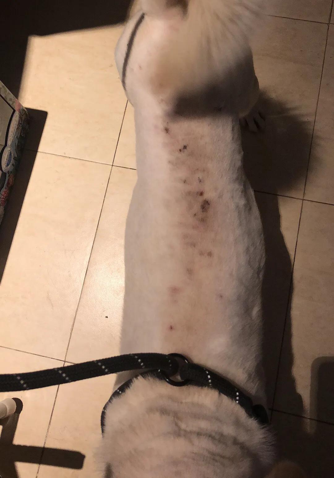 狗子得皮肤病原因,狗子得皮肤病怎么治