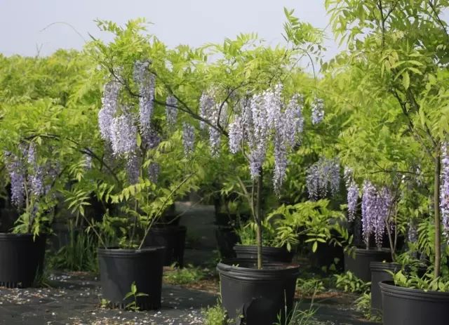 紫藤中最有名的品种叫什么名字,非常好种不需要太阳的紫藤品种