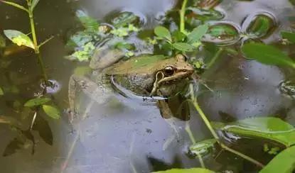 陕西蓝田山沟沟村庄,我的老家在蓝田