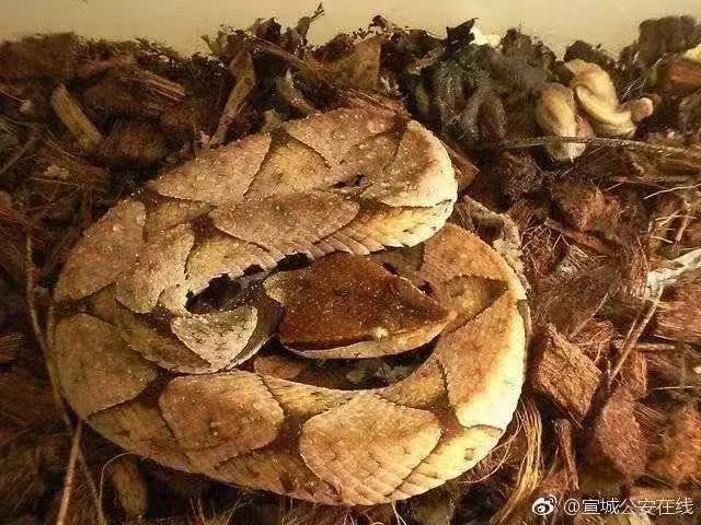 还没看《神奇动物在哪里》？没关系，你错过的神奇动物都在这里