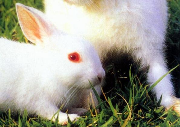 刘国强：卡通形象不是吉祥物，而是企业创作的超级品牌代言人