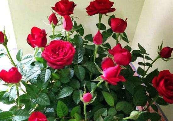 怎么养绿萝爆盆又不长藤求回答,养绿萝最正确的方法