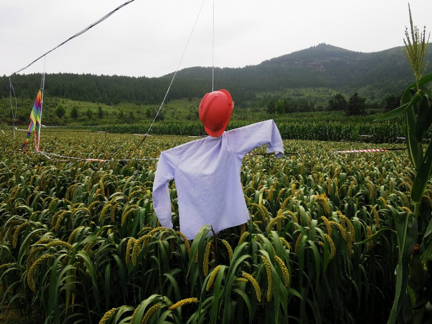 小米的故事,小米的故事系列全套