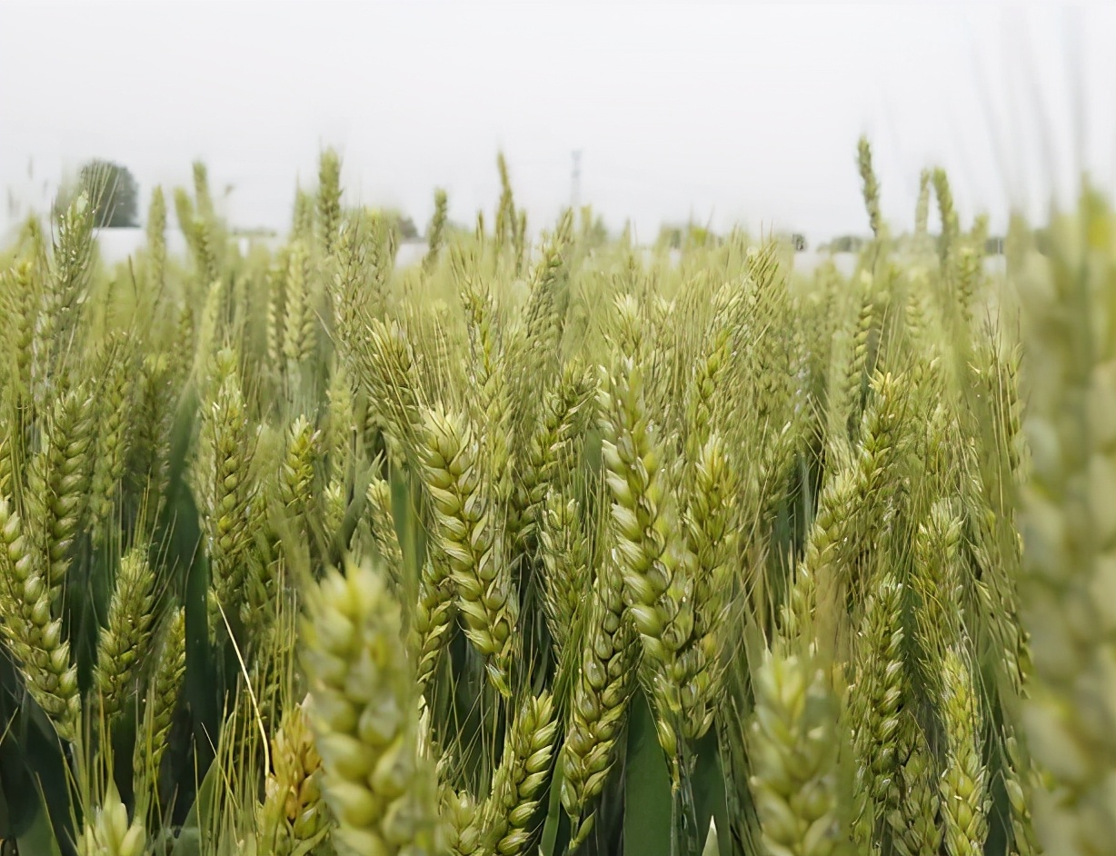 小麦防治红蜘蛛的最佳时间,防治小麦红蜘蛛最有效的方法