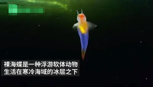 俄潜水员发现“海蝴蝶”，浑身透明如同精灵，嘴里可伸出6条触角