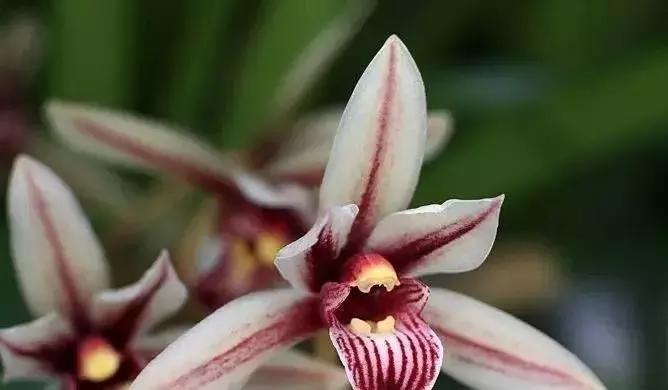 五种最具欣赏价值的兰花,欣赏史上最全的兰花