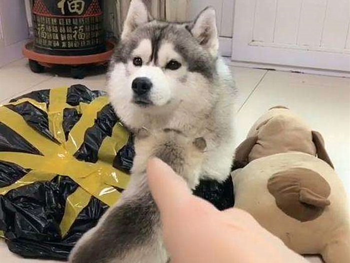 神犬哈士奇有多聪明,二哈哈士奇智商排行