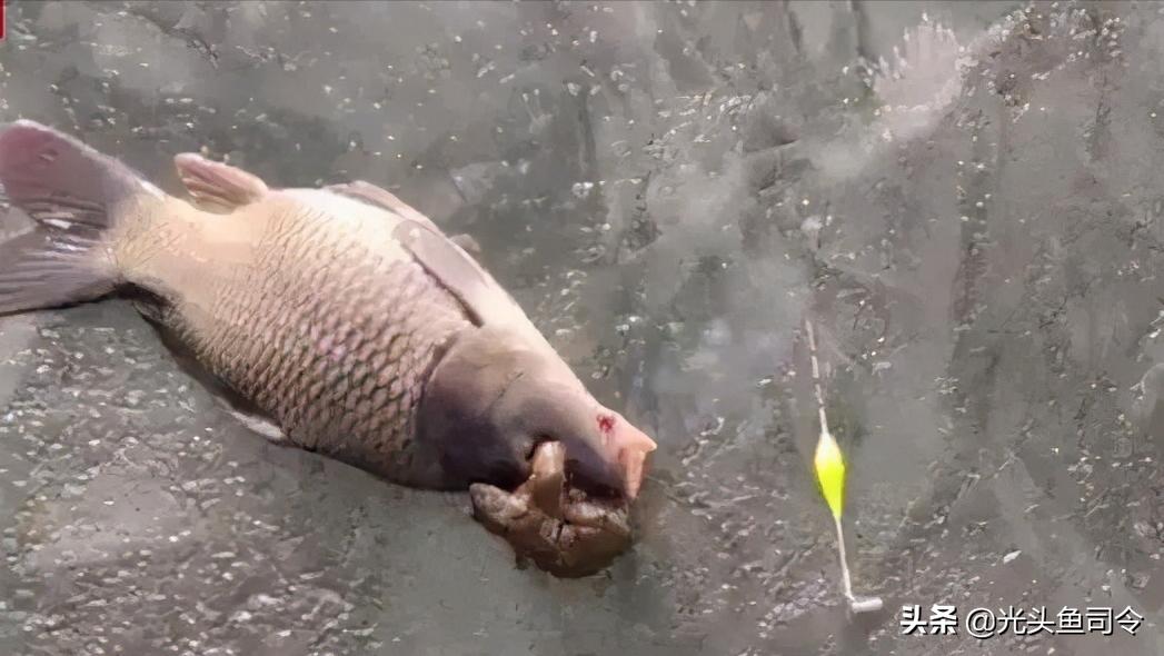 金蟾抱鲤为什么寓意升官发财,金蟾抱鲤升官发财