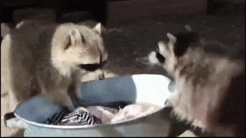 搞笑小浣熊图片,可爱的浣熊图片卡通