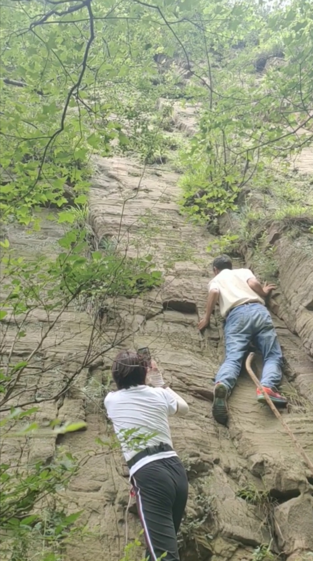 摘野生蜂窝吃蜜,荒山野岭野生蜂窝